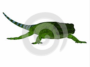 Chuckwalla Lizard Green large carnivore