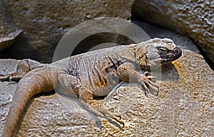 Chuckwalla 5
