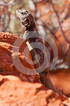 Chuckwalla Lizard On Red Rocks