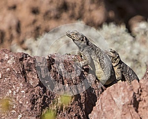 Chuckwalla lizard reptile Sauromalus ater desert