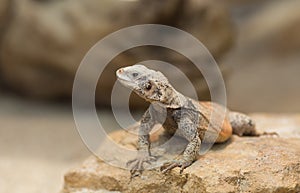 Chuckwalla lizard on rock