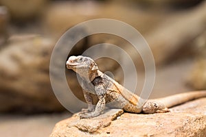 Chuckwalla lizard on rock