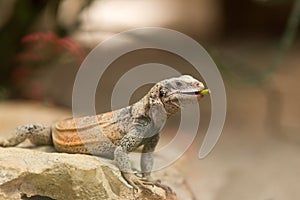 Chuckwalla lizard on rock
