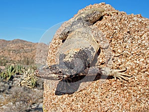 A Chuckwalla Lizard Sauromalus ater clings upside down on a granite boulder