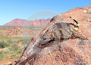 Chuckwalla lizard, Sauromalus obesus