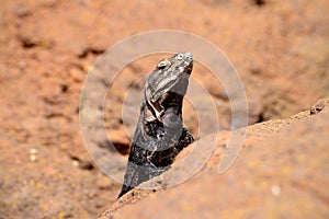 Chuckwalla lizard sitting on rock