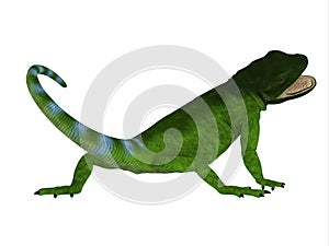 Chuckwalla Lizard Tail