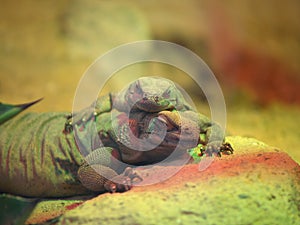 Chuckwalla lizards