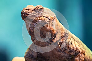 Chuckwalla portrait