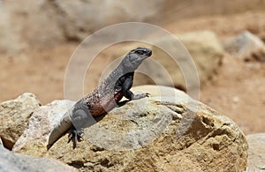 Chuckwalla (Sauromalus ater) in desert