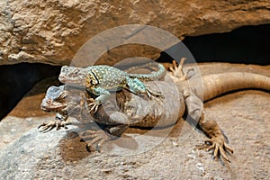 Chuckwalla, Sauromalus ater are found primarily in arid regions of the southwestern United States