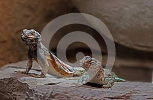 Chuckwalla, Sauromalus ater are found primarily in arid regions of the southwestern United States and northern Mexico