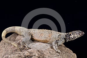 Chuckwalla (Sauromalus ater) photo