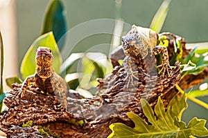 Chuckwallas On Branch