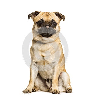 Chug dog is a Mixed-breed between a pug and a Chihuahua sitting