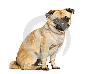 Chug dog is a Mixed-breed between a pug and a Chihuahua sitting