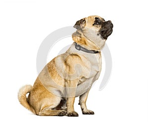 Chug dog is a Mixed-breed between a pug and a Chihuahua sitting