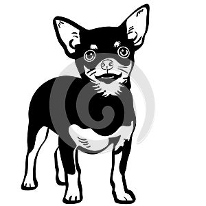 Chihuahua vector eps Hand drawn Crafteroks svg free, free svg file, eps, dxf, vector, logo, silhouette, icon, instant download, di photo