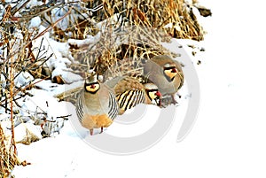 Chukar