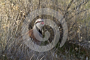 Chukar