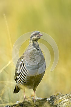 Chukar