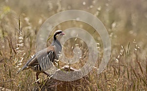 Chukar (Alectoris chukar)