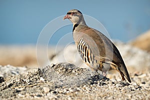 Chukar & x28;Alectoris chukar& x29; on the rock in Corfu, Greece