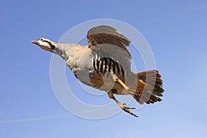Chukar in flight