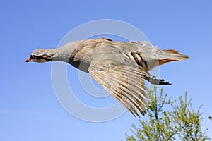 Chukar in flight photo