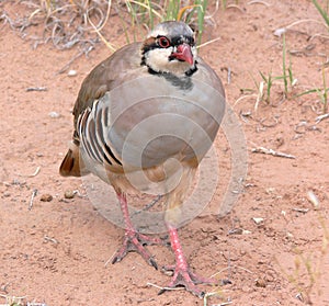 Chukar Partridge photo