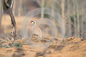 Chukar Partridge