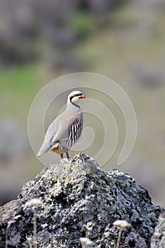 Chukar partridge