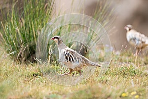 Chukar partridge, alectoris chukar