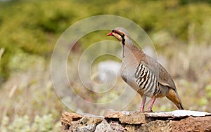 Chukar Partridge (Alectoris chukar)