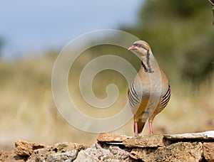 Chukar Partridge (Alectoris chukar)