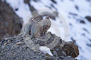 Chukar Partridge - Alectoris chukar, beautiful colored ground bird from European and Asian mountains, Spiti valley, Himalayas