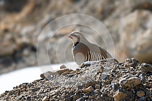 Chukar Partridge - Alectoris chukar, beautiful colored ground bird from European and Asian mountains, Spiti valley, Himalayas