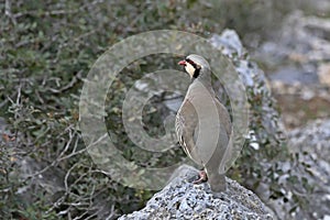 Chukar partridge, Greece