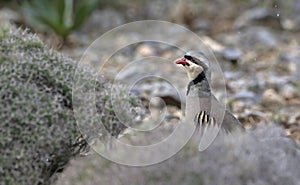 Chukar partridge, Greece