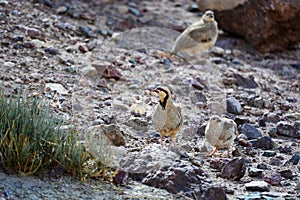 Chukar Partridge or Alectoris chukar, Ladakh