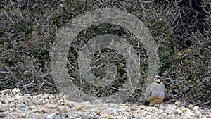 Chukar partridge, Greece