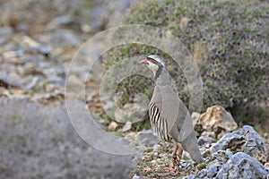 Chukar partridge, Greece