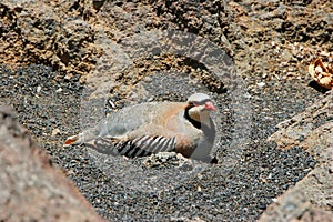 Chukar Partridge Bird