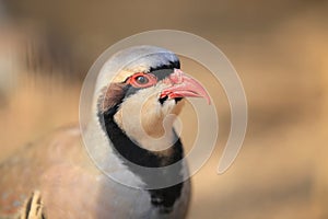 Chukar partridge