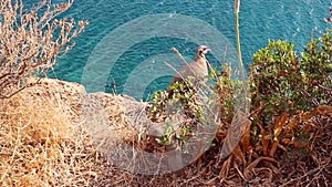 Chukar partridge birds standing on cliff in Greece