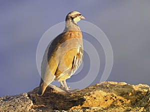 Chukar Partridge at Cape Sounion