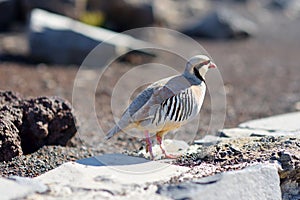 Chukar Partridge or Chukar Alectoris chukar photo