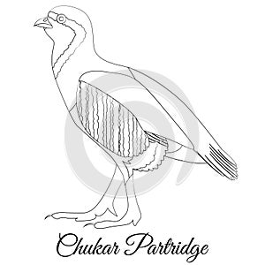 Chukar partridge coloring vector. Outline image