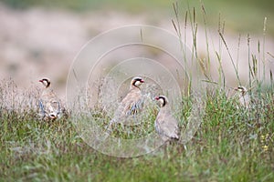 Chukar partridge family in the grass