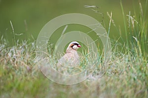 Chukar partridge in grass